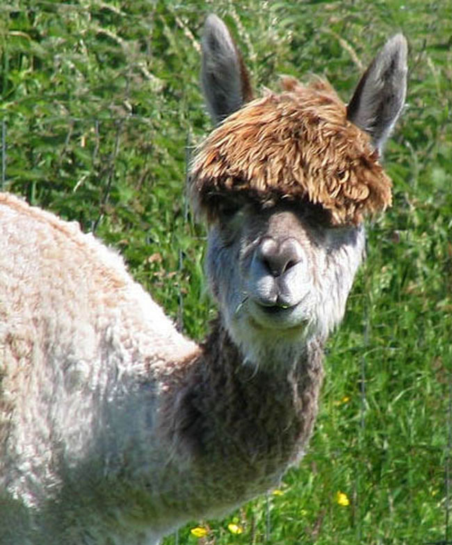 sexy alpaca hair styles