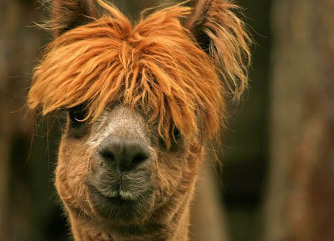 sexy alpaca hair styles