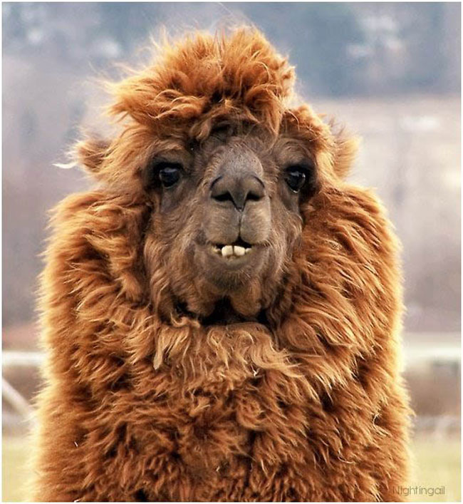 sexy alpaca hair styles