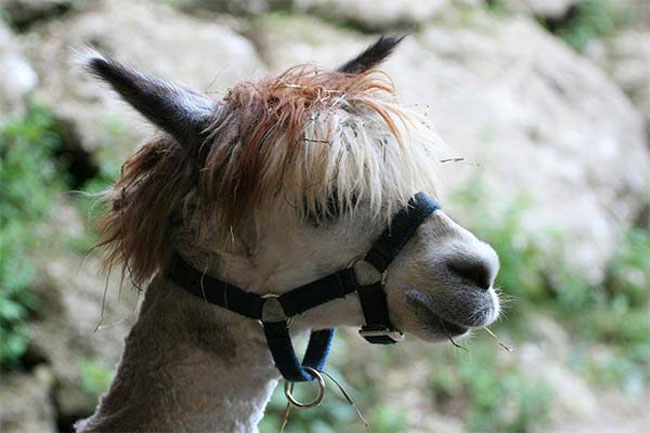 sexy alpaca hair styles