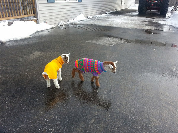 baby goats in sweaters