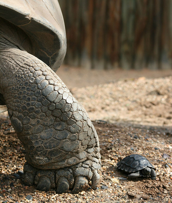 mom and baby tortoises