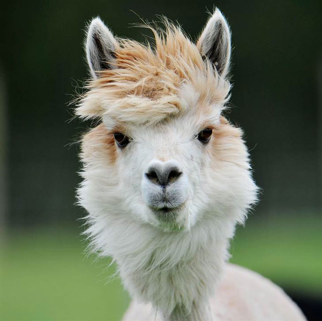 sexy alpaca hair styles