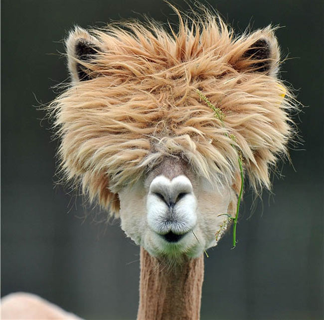 sexy alpaca hair styles