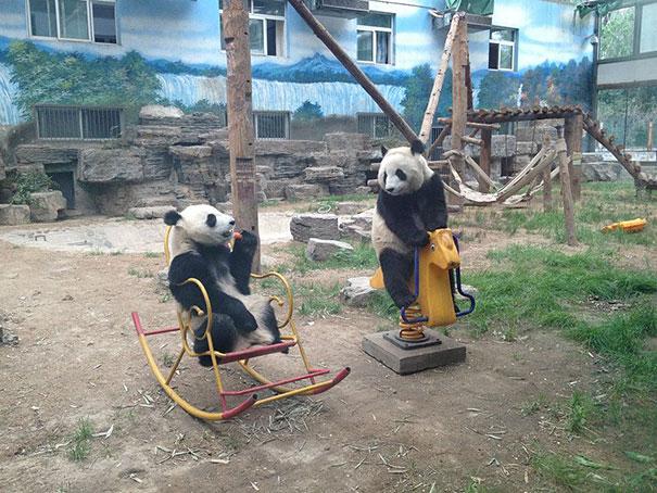 bears doing human things