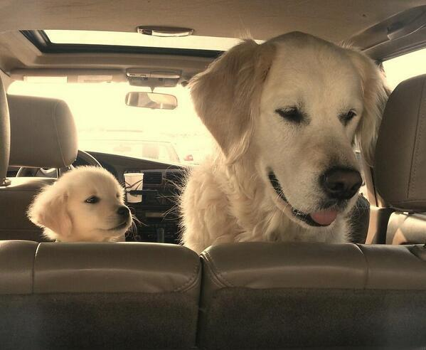 dogs look up to in car