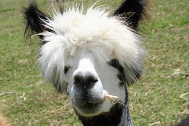 sexy alpaca hair styles