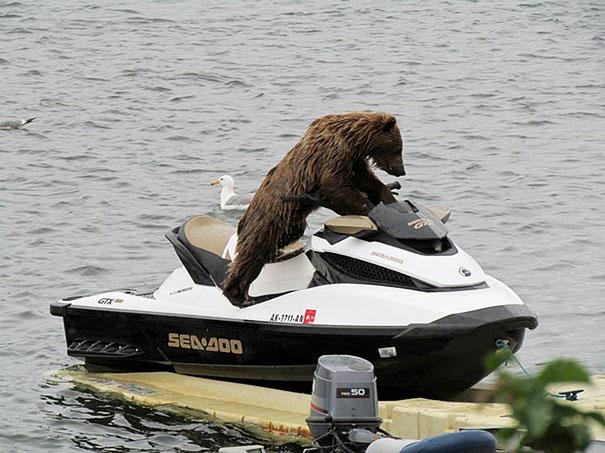 bears doing human things