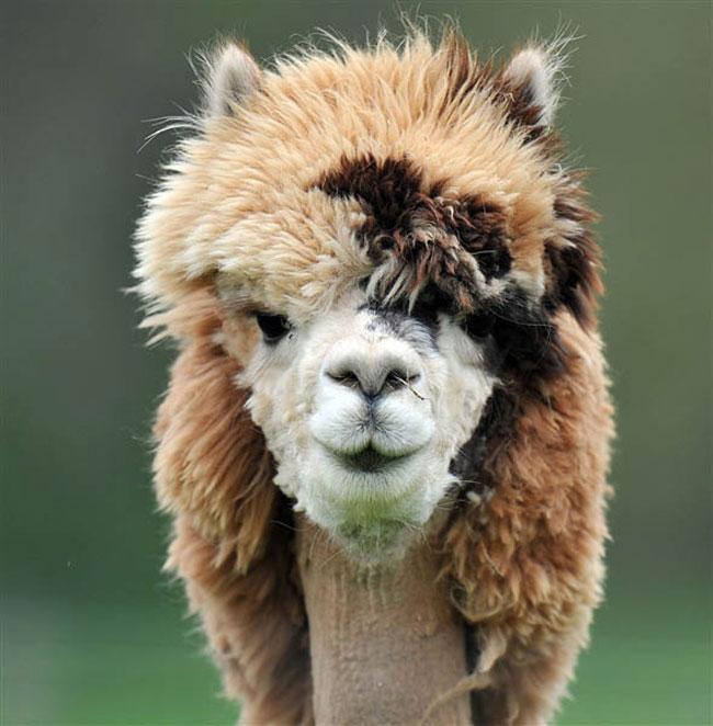 The 21iest Alpacas On The Planet. I Had No Idea They 