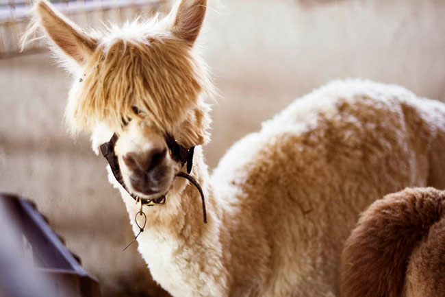 sexy alpaca hair styles