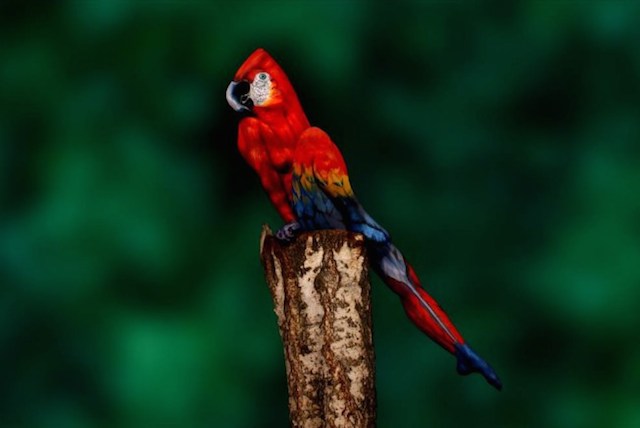 parrot human body paint