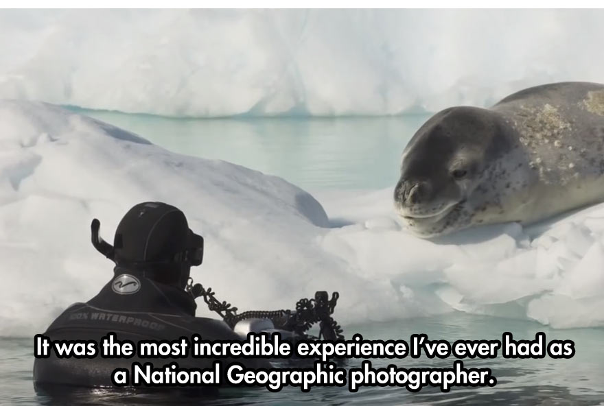 leopard seal diver