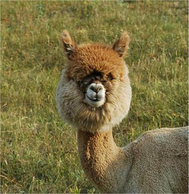 The 21iest Alpacas On The Planet. I Had No Idea They 