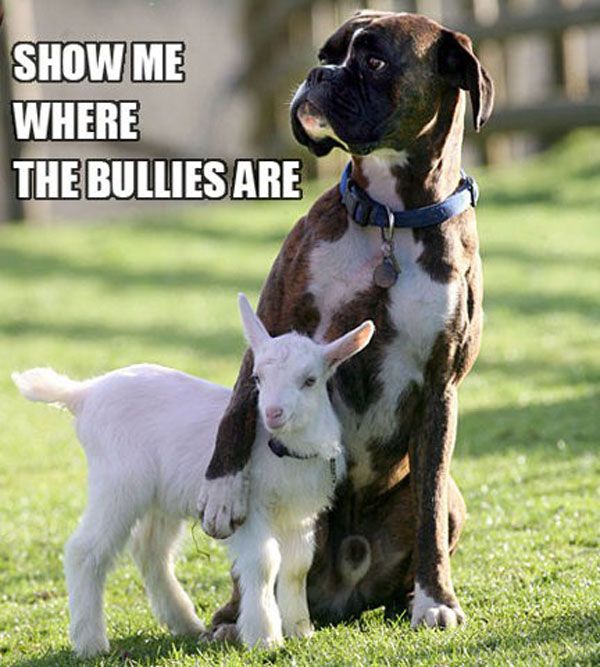 cute animal pictures bully dog