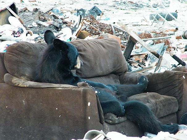 bears doing human things