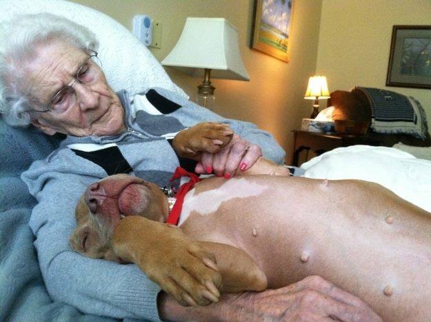 therapy dog nursing home