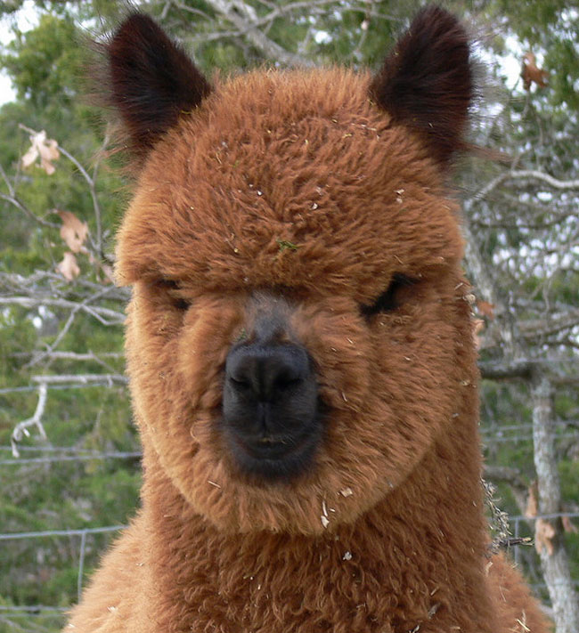 The 21 Sexiest Alpacas On The Planet I Had No Idea They