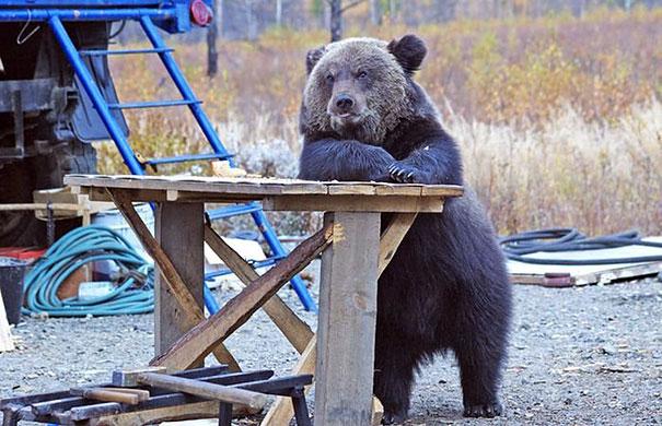 bears doing human things