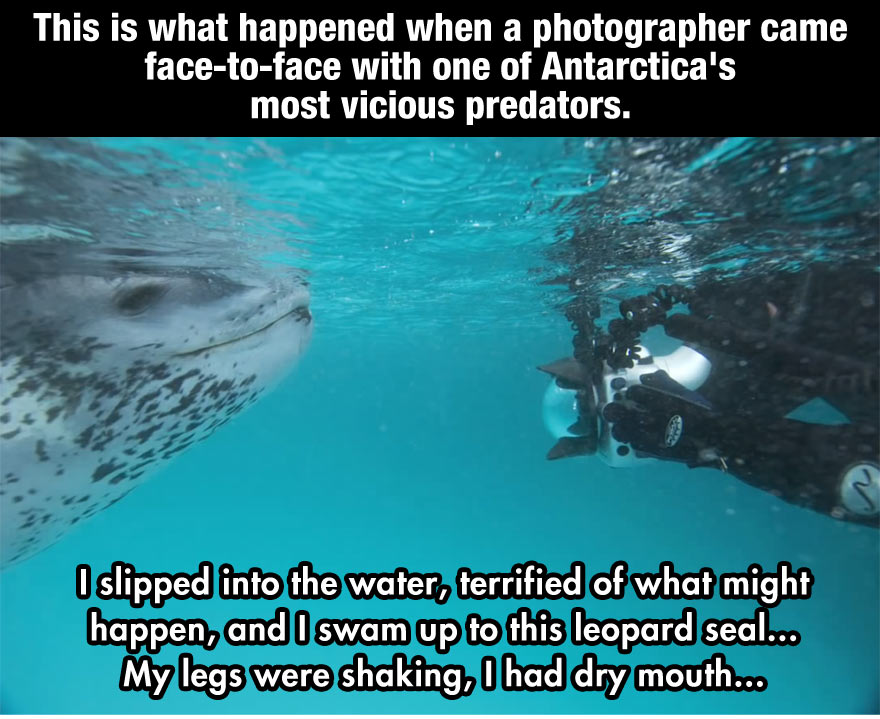 leopard seal diver