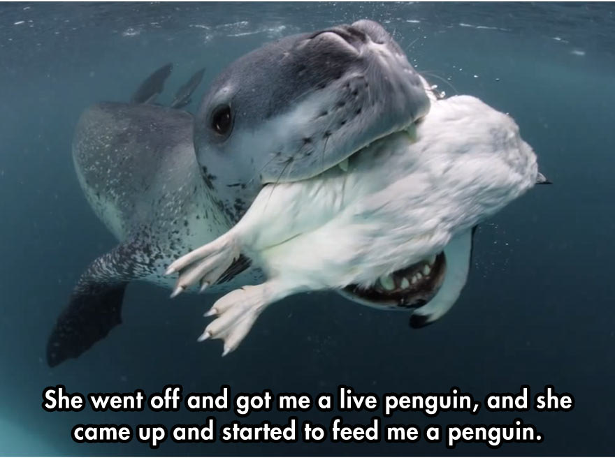 leopard seal diver