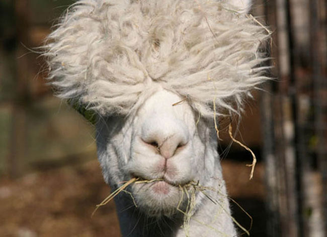 sexy alpaca hair styles