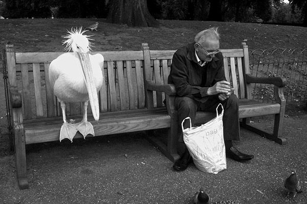 pelican old man at bus stop