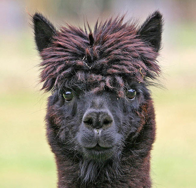 sexy alpaca hair styles