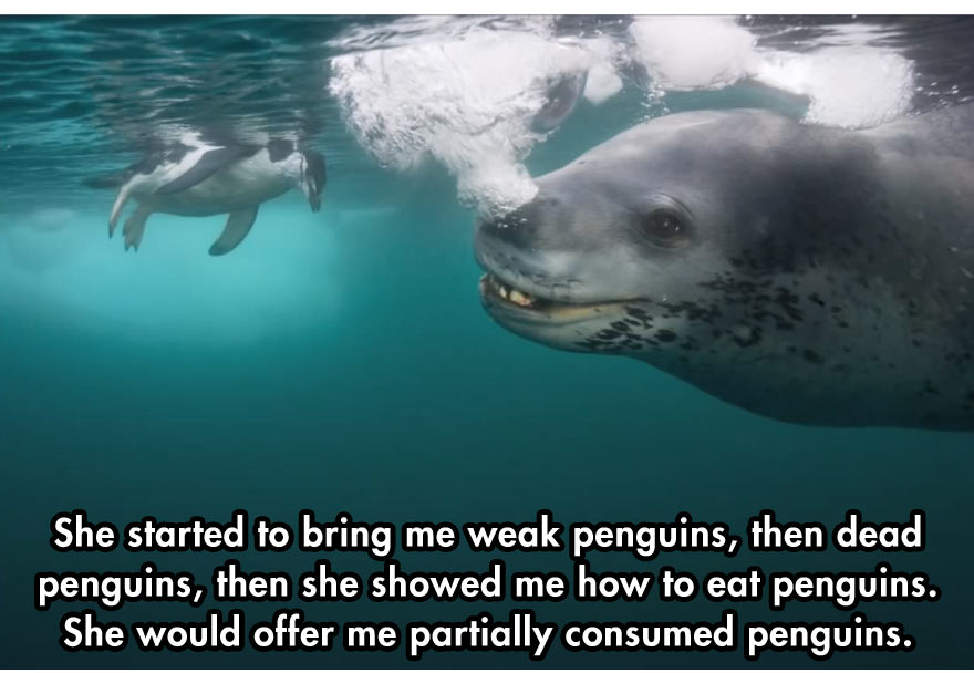 leopard seal diver