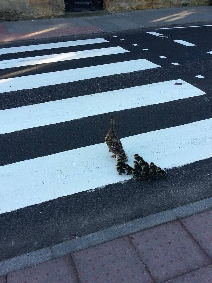 ducks using the crosswalk
