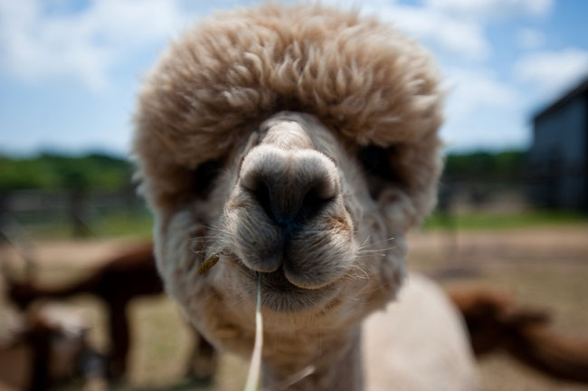 sexy alpaca hair styles