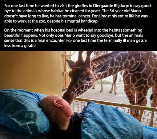 giraffe kiss goodbye