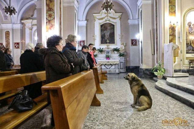 Ciccio dog mass