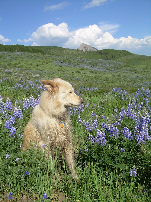 dog in fields of flowers