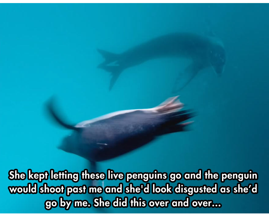 TheMetaPicture.com / Photo: Paul Nicklen