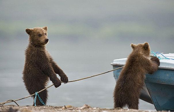 bears doing human things