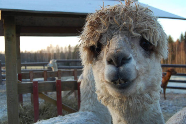 sexy alpaca hair styles