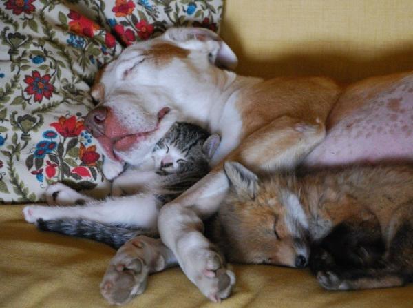 fox kitten and dog cuddling