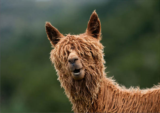 sexy alpaca hair styles