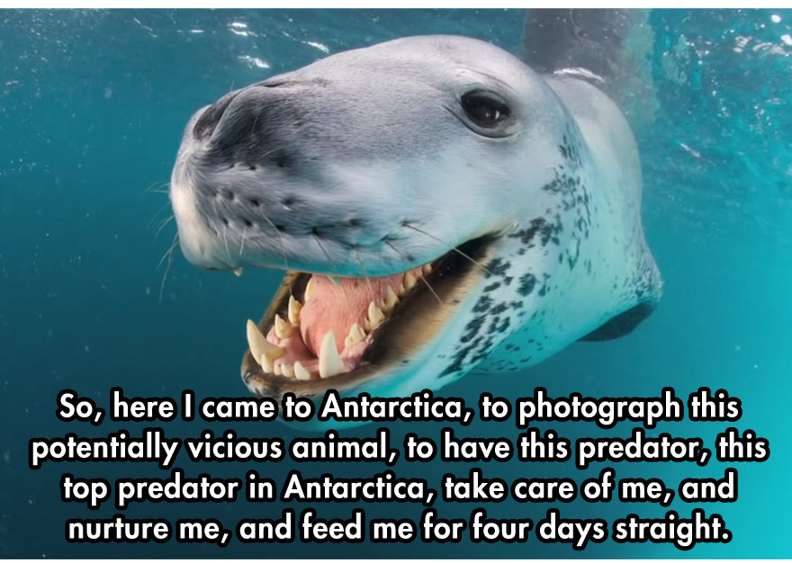 leopard seal diver