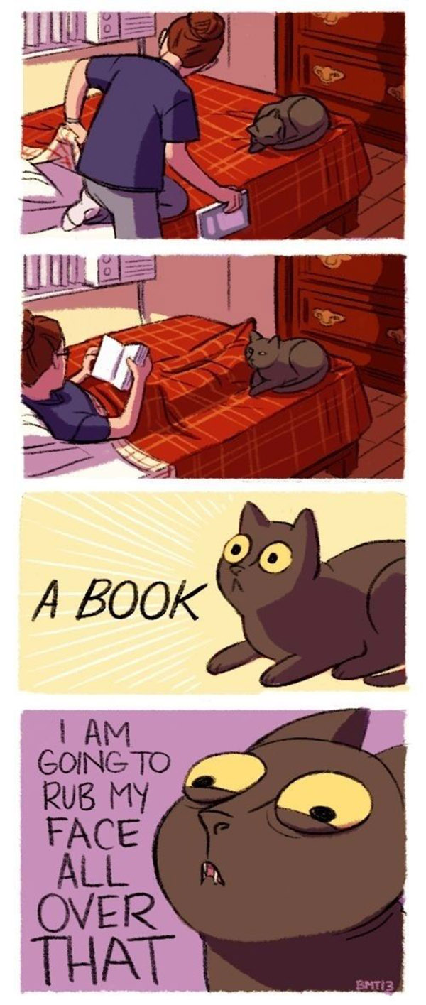 only cat owners understand