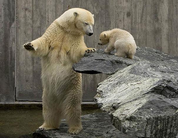 bears doing human things