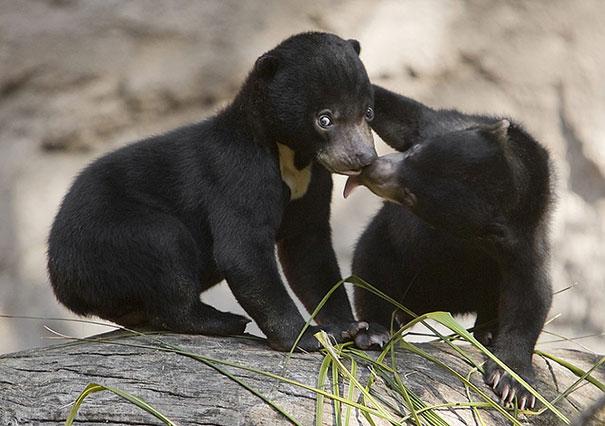 bears doing human things