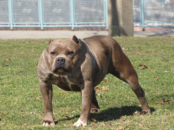 pitbull no neck