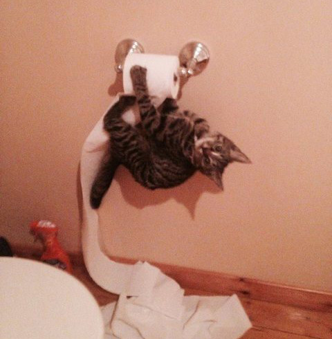 cat hanging on toilet paper rack