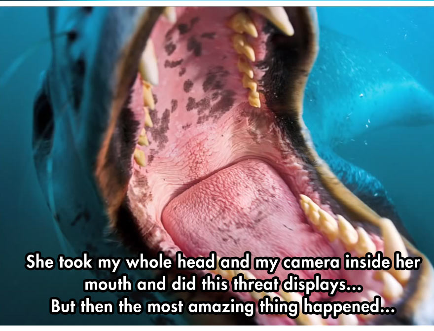 leopard seal diver