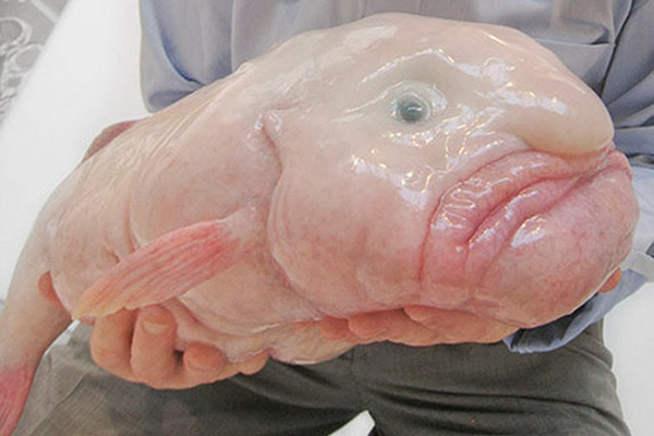 ugly fish