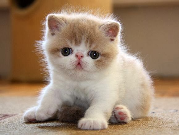 Cutest kitten ever. This cant be real