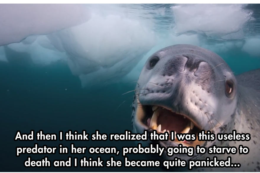 leopard seal diver