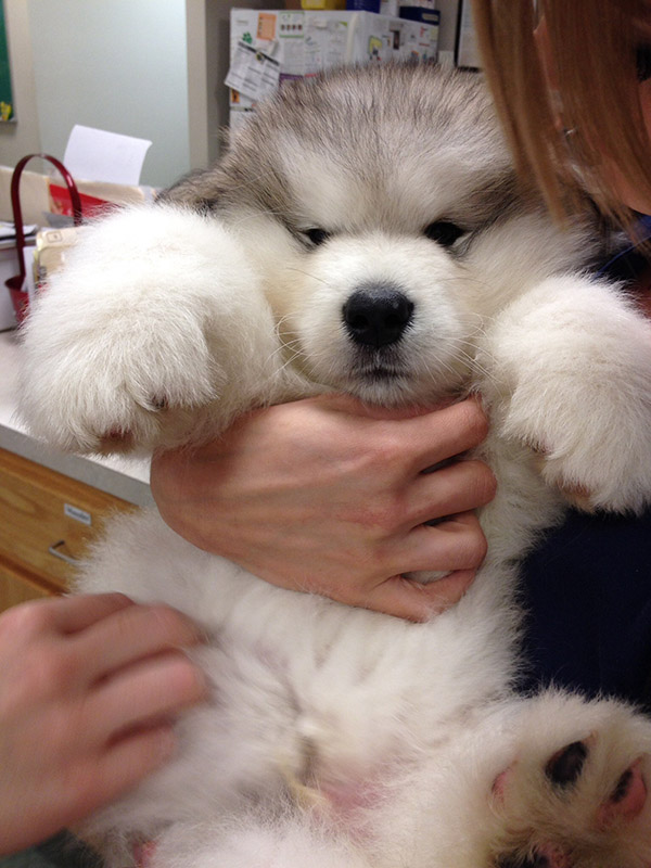 fuzzy puppy