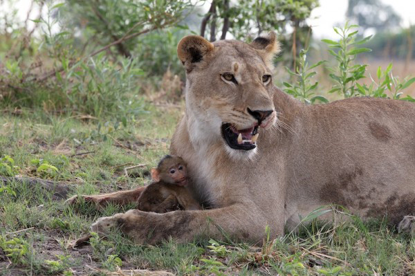 lion kills baboon